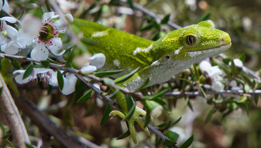 Marlborough Green Gecko